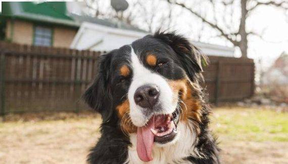 你知道圣伯纳犬睡觉的时候为什么会打呼噜吗