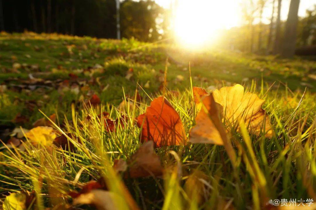 官宣|高校“官宣”秋景来了，有你的校园记忆吗？