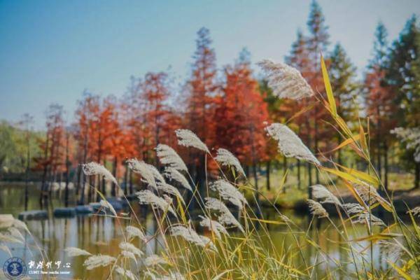 秋景大|高校秋景大赏丨想在春天种下一片色彩 在秋天送给你