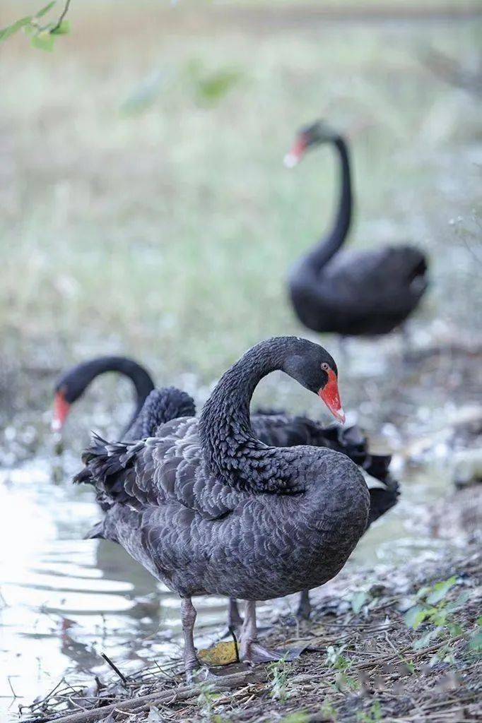官宣|高校“官宣”秋景来了，有你的校园记忆吗？
