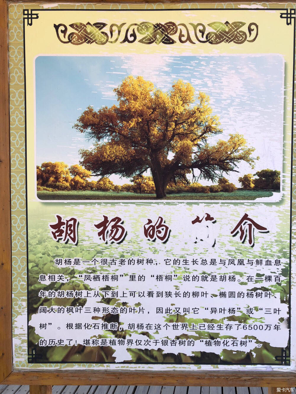 喀什噶尔胡杨简谱_刀郎喀什噶尔胡杨简谱(3)