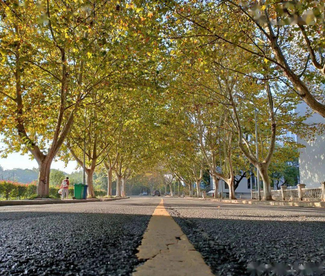 官宣|高校“官宣”秋景来了，有你的校园记忆吗？