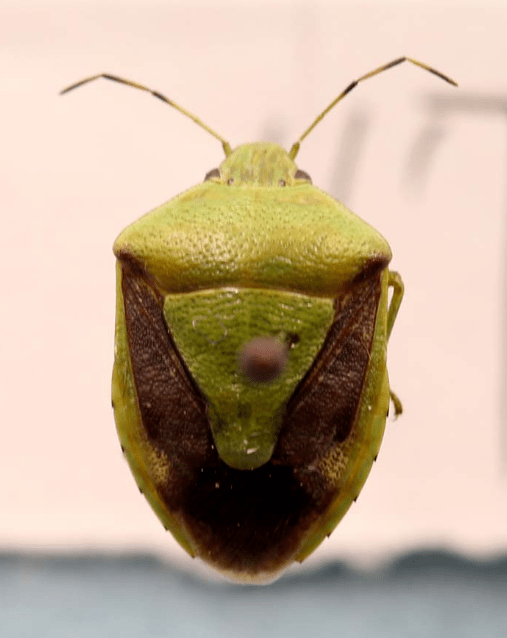 捕食多种鳞翅目的幼虫益蝽 picromerus lewisi scott蝽科,旧称蝽象