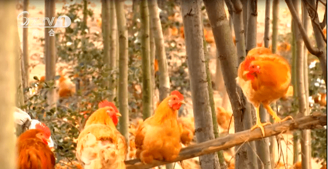 "洪山鸡",你吃过吗?