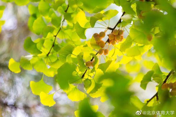 秋景|惊艳！高校官宣秋景来了，有你的母校吗？