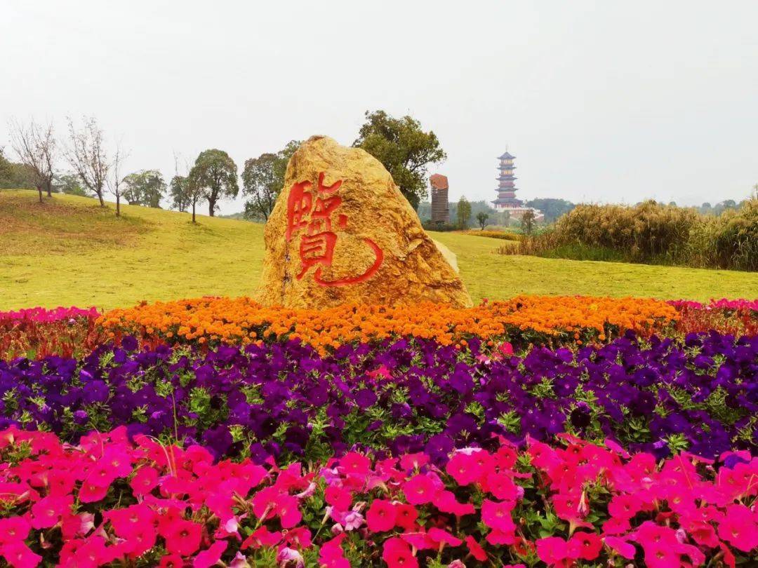 南昌又新添一座网红花海公园,市区公交直达,对全体市民免门票!