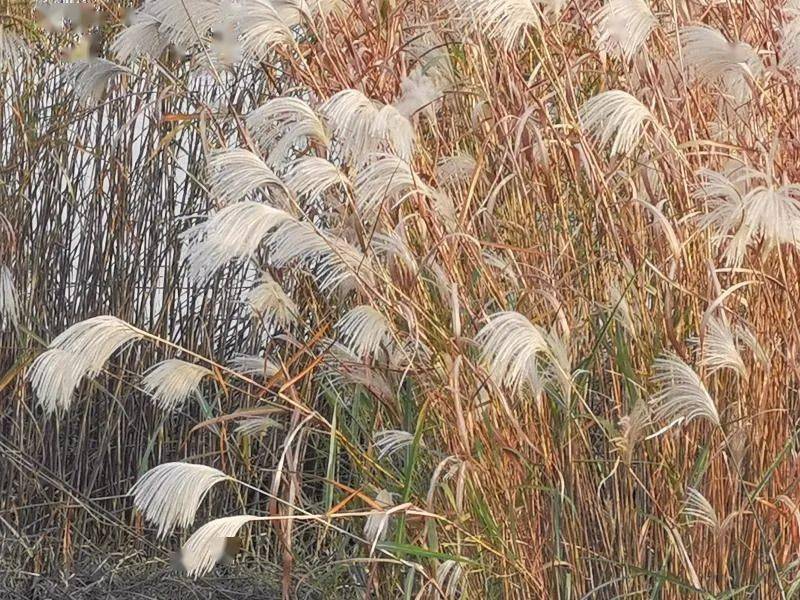 从洁白的芦花和荻花中飘出雁先闻""芦荻花中一点灯""故垒萧萧芦荻秋"