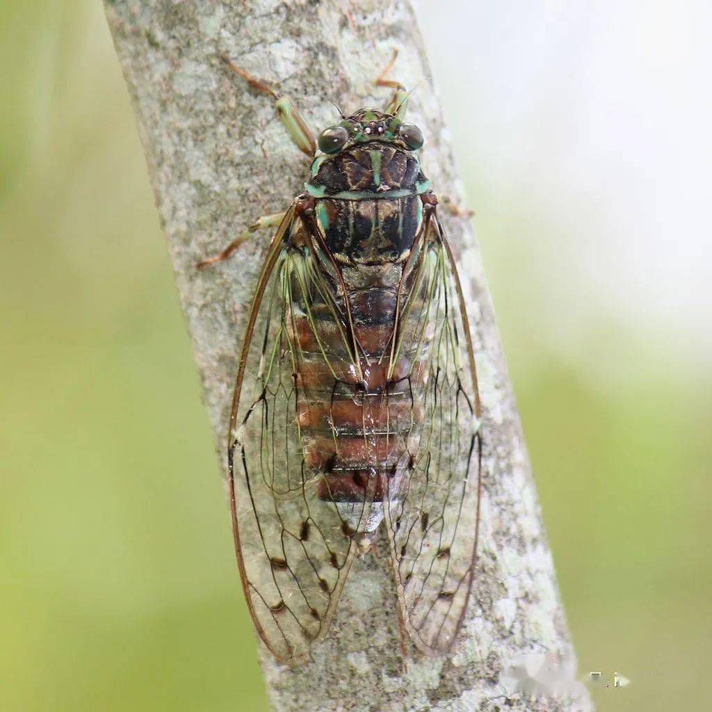 tanna japonensis