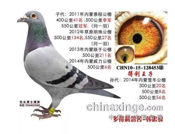 年开始配对出鸽,一羽送包头景程公棚(当年只交一羽),400公里获41名