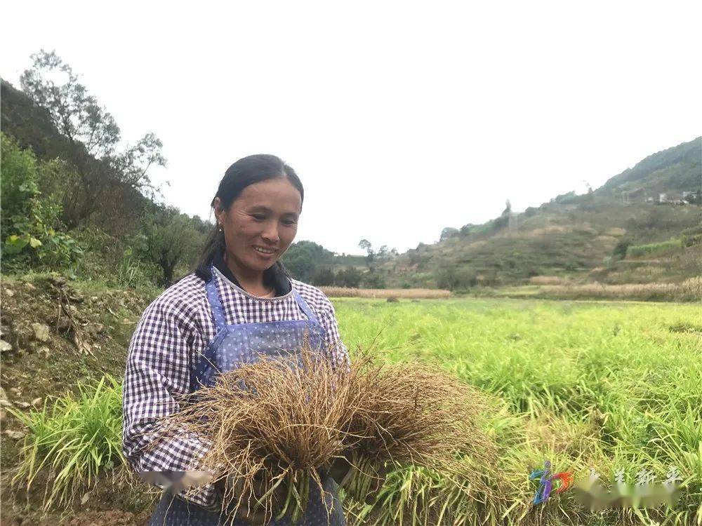 辉煌40年 奋进新时代|新平县建兴乡:高山蔬菜敲开致富