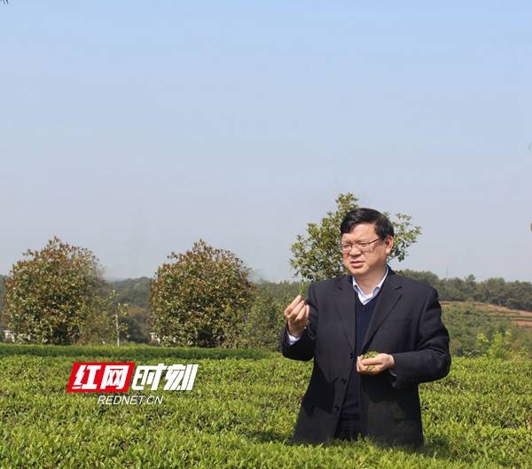 茶叶|湖南省茶业集团：实干巧干 擦亮湘茶金字招牌