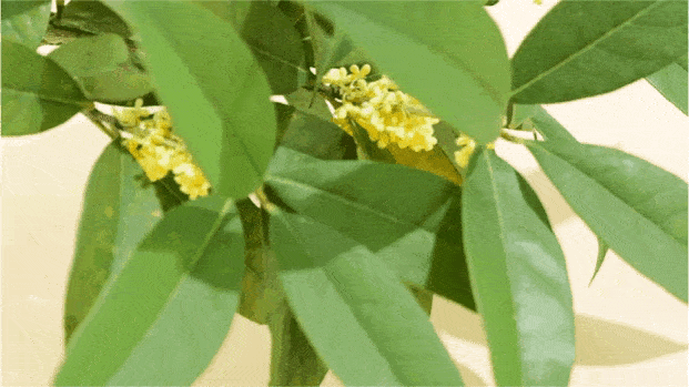 桂花|国产“唇纹熨斗”，一抹摆平唇干、起皮，润得想接吻