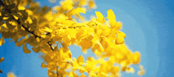 今儿  阳光明媚 清晨的西安平均气温还不足10℃  午间回温非常迅速