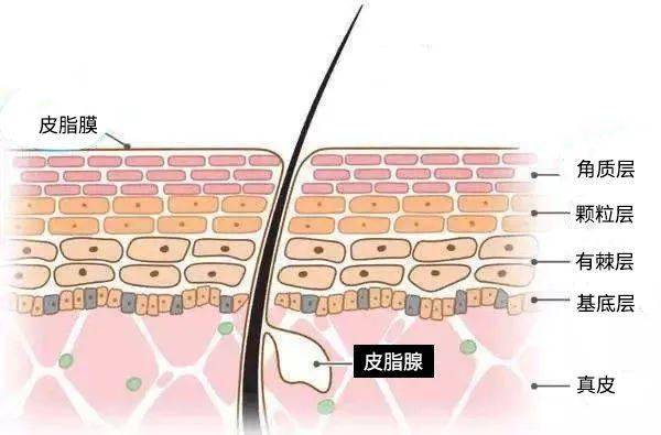 护肤品|扒皮？大牌护肤品竟然也加这些“便宜货”？！
