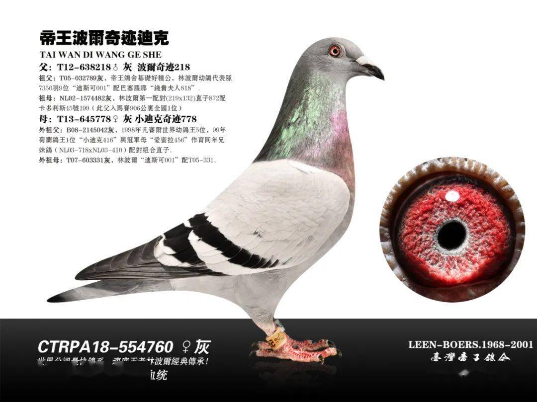 卖掉这羽鸽子的时候,詹森兄弟第二天反悔不卖,甚至晚上睡不着觉!