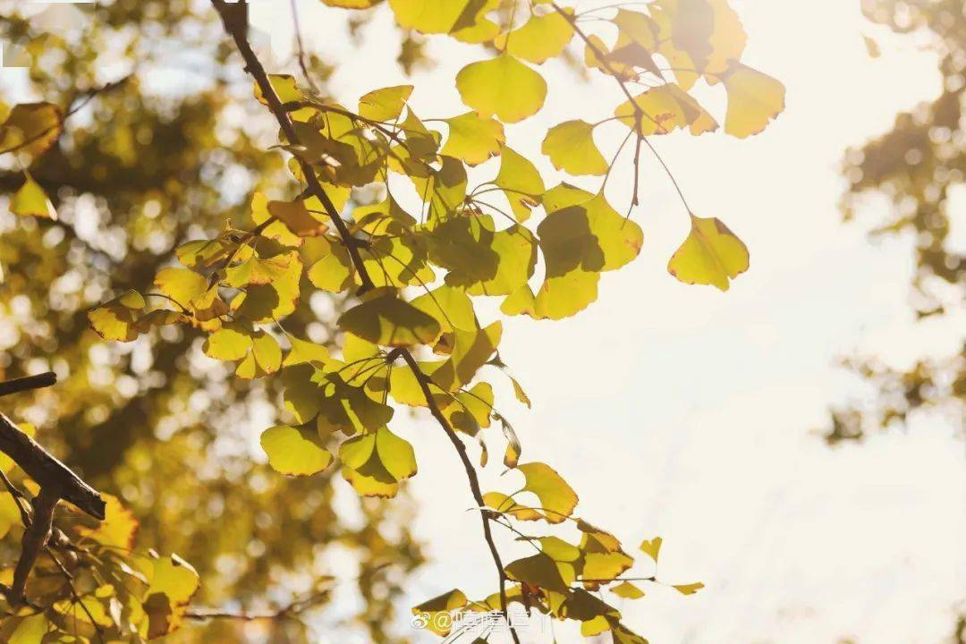 树是什么季节的 da97b10ca9b146d0b13dd5342b5a8943.jpeg