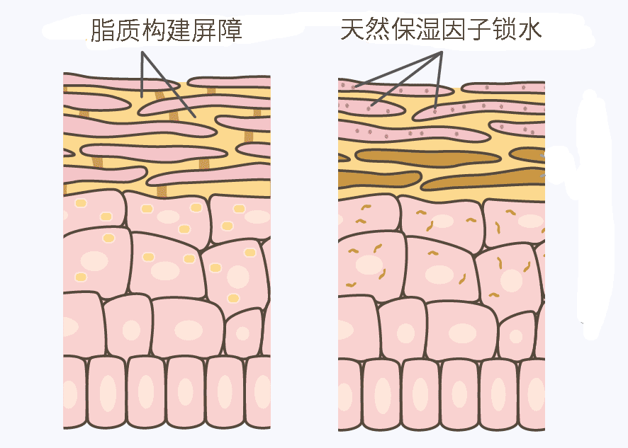 护肤品|扒皮？大牌护肤品竟然也加这些“便宜货”？！