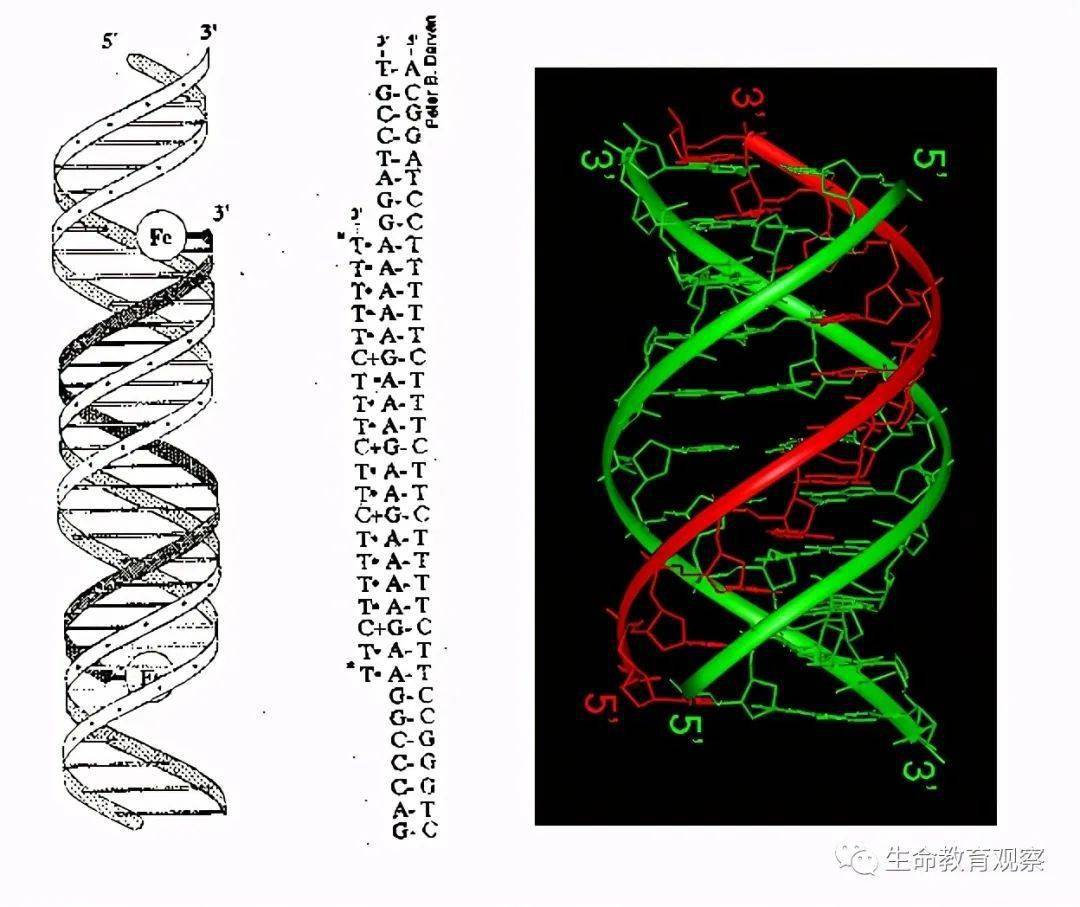 除去三链dna,2018年4月23日,四链dnai-motif被证实存在于生物体内,与