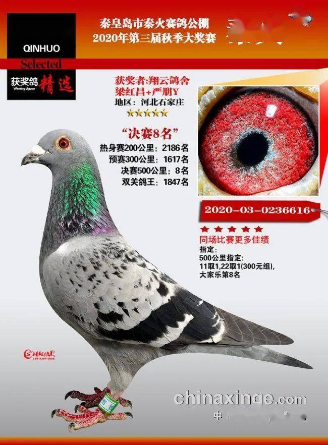 御林军 神领队夺鸽王冠军 秦皇岛秦火奖鸽开拍