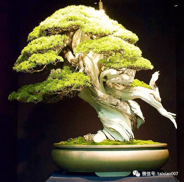 家里养了系鱼川真柏盆景的朋友必看!