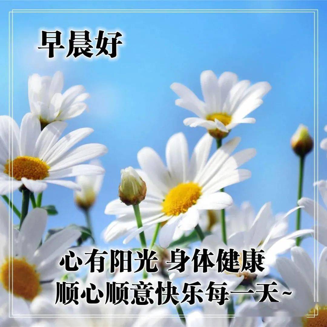 冬天清晨早安温馨问候语早上好鲜花漂亮问候语图片