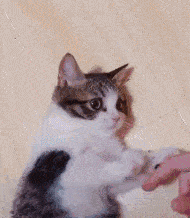 小猫咪咬疼铲屎官,下一秒卖萌求原谅的样子,真是萌翻了