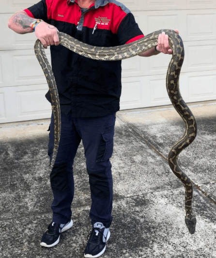 孕妇梦中黑蟒蛇，寓意、解析与心理启示