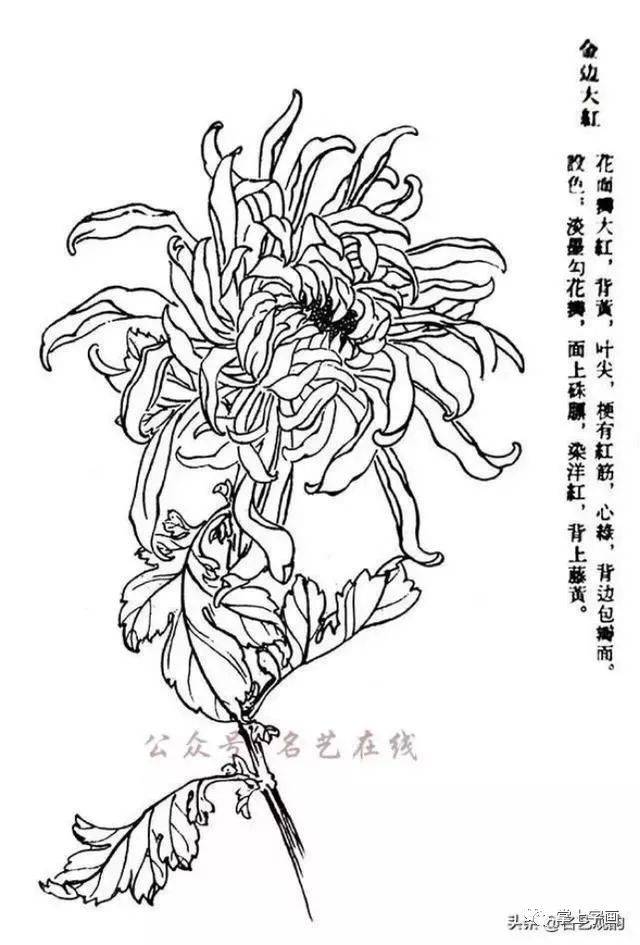 60种菊花工笔白描写生画法