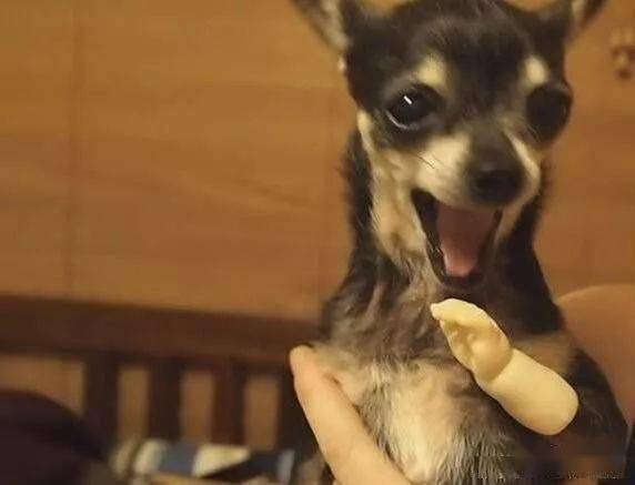 如何给狗狗做玩具 7840e9842a6a4cbd9dba78f257df8150.jpeg