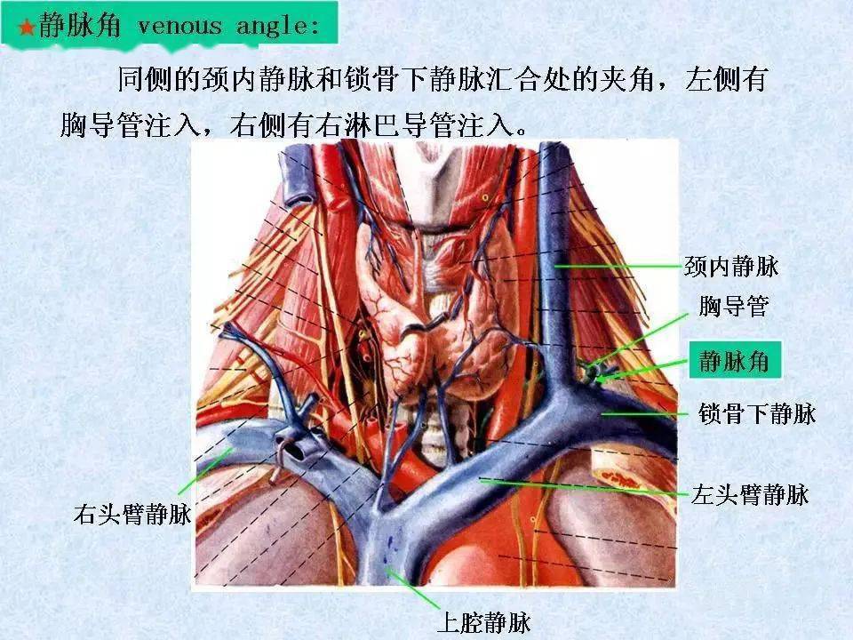 静脉解剖图