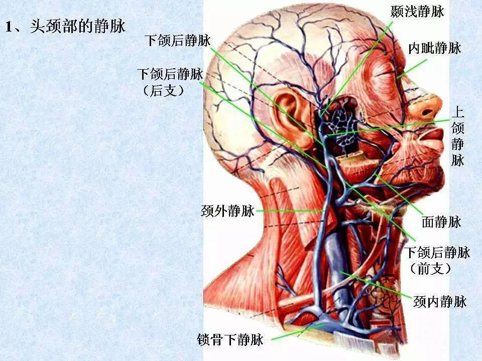 静脉-解剖图