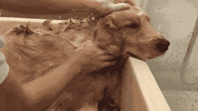 涂什么可以破坏毛囊 b5c2aee7f07b41789886b51201945662.gif