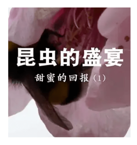 纪录片推荐|昆虫的盛宴_手机搜狐网