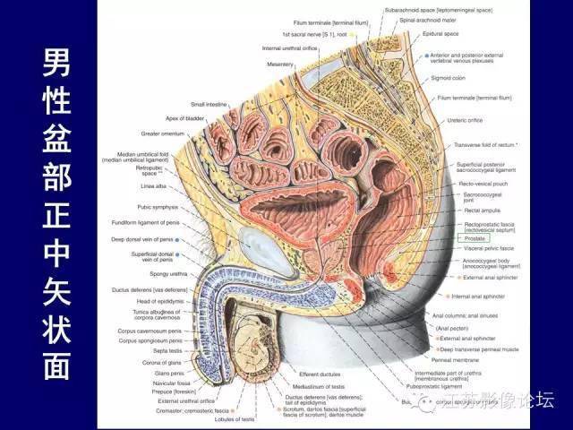 男性盆部断层解剖图谱