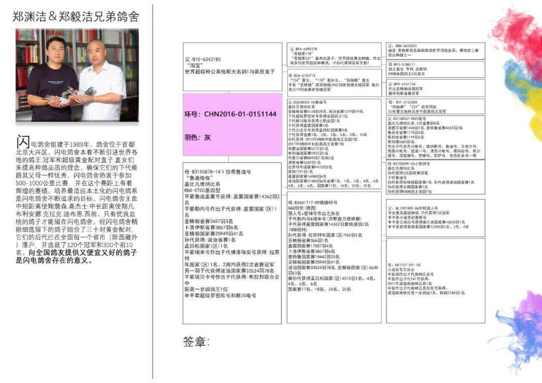 双11上午10点闪电鸽舍郑毅洁7万羽国家赛冠军直子盖比大名鸽鲁迪直女