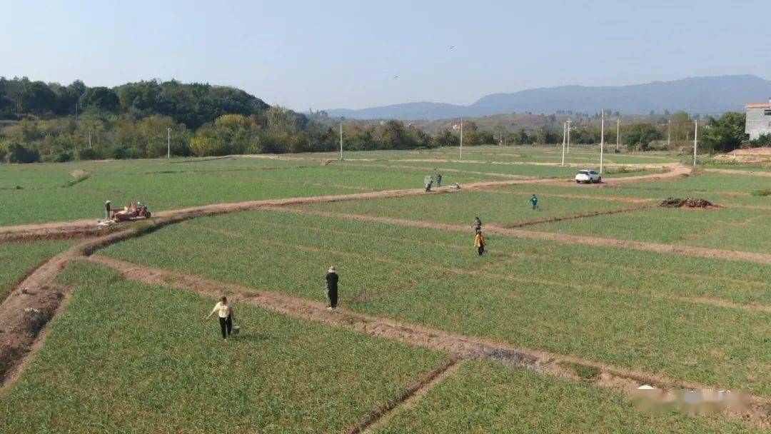 祁阳:田地"轮作 促增收