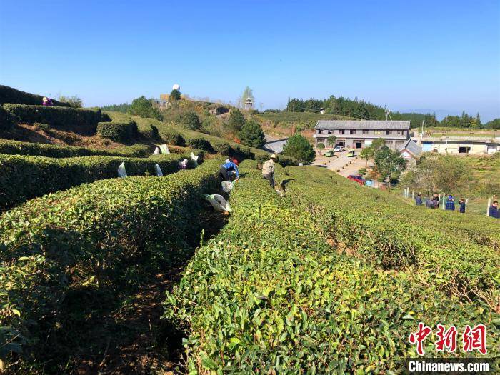 重庆万州茶香漫山 演绎乡村振兴新"丰"景_手机搜狐网