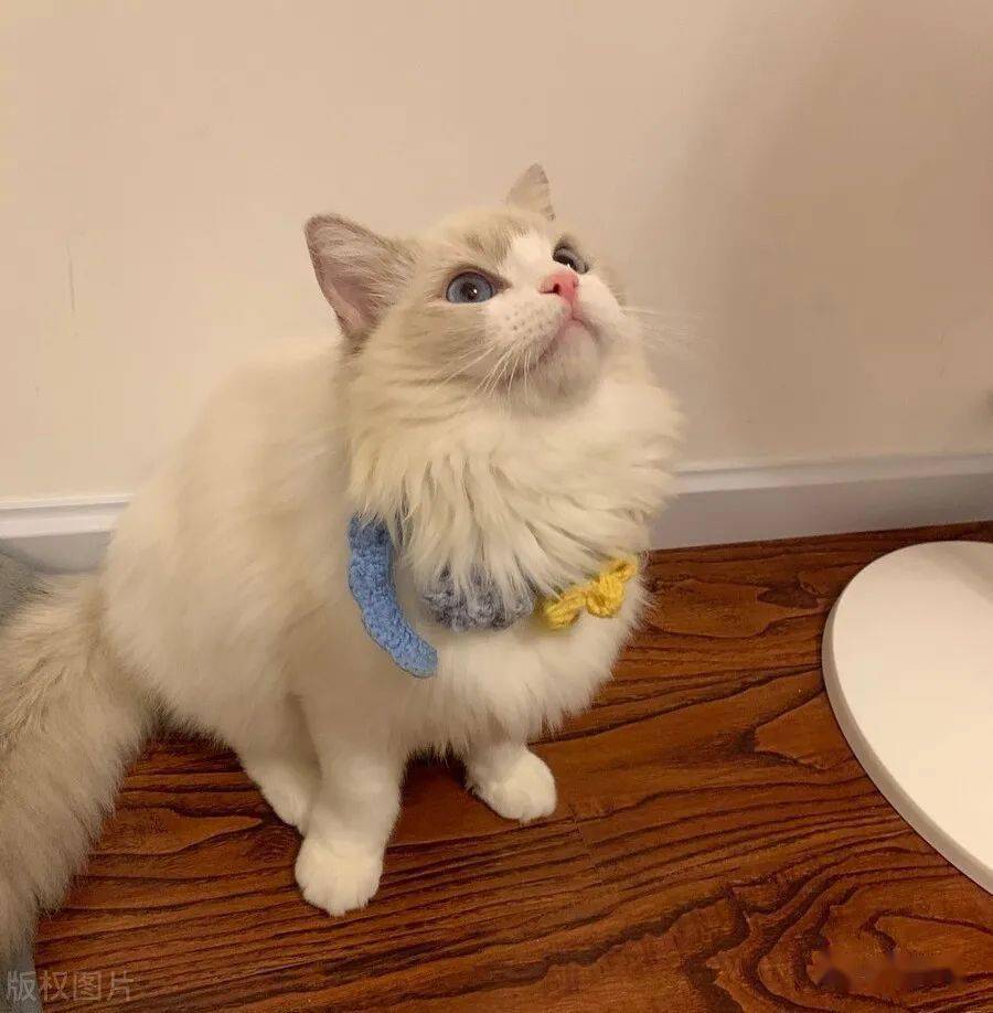 猫:贵有贵的道理,6点告诉你布偶猫价格高的原因