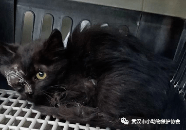 小黑猫老总_小黑猫卡通图片