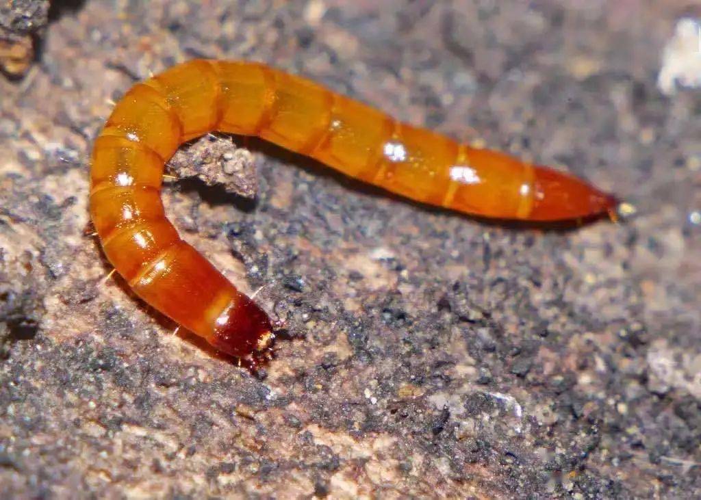 金针虫03幼虫低龄时,也咬食嫩叶,使叶片出现缺刻和孔洞.