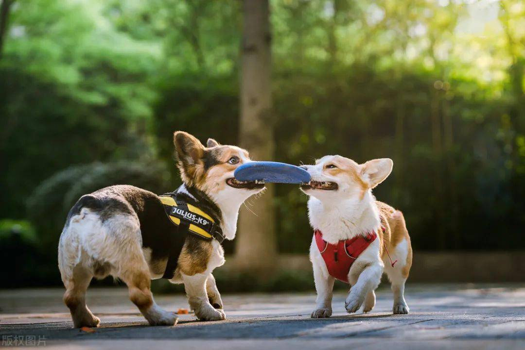 狗狗怎么洗澡白 3b42d122dee348bf97a86882d67b824f.jpeg