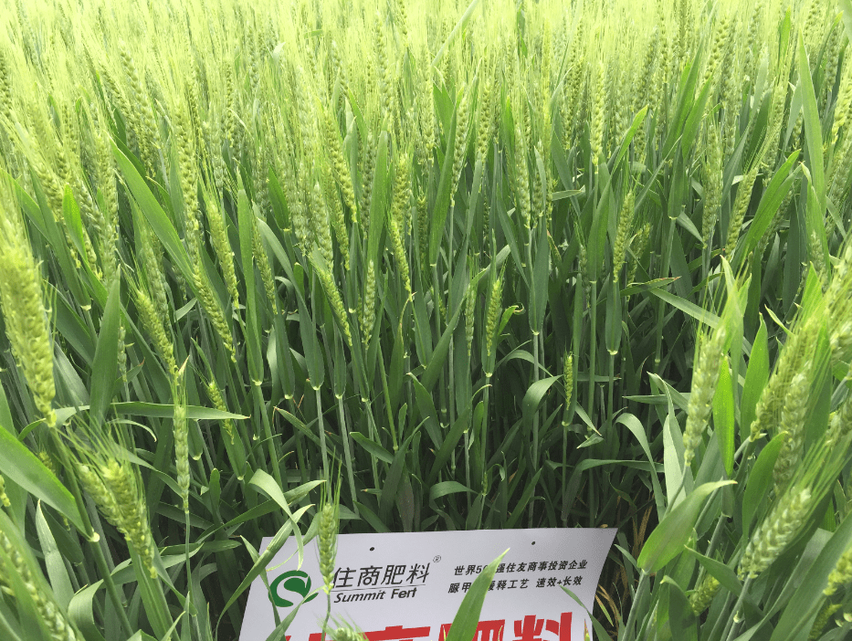 小麦分蘖少成穗率低,做好这三点,至少增产百斤!