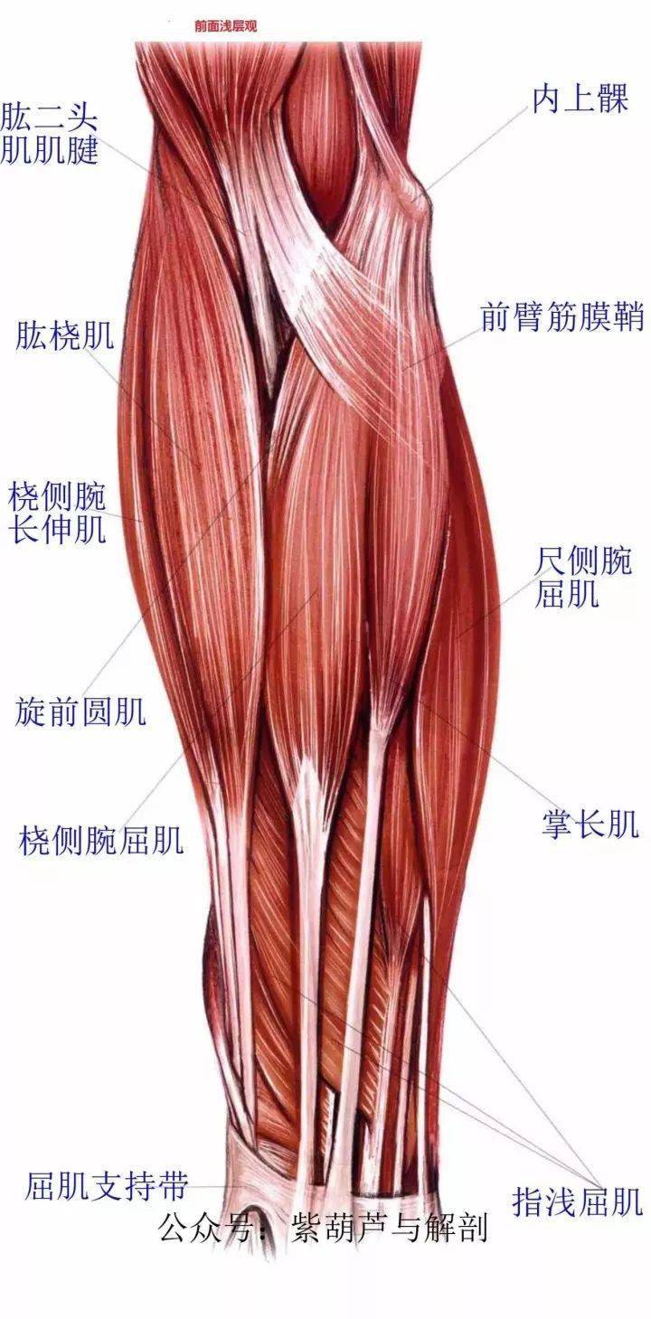 高清前臂与手部解剖肌肉图谱