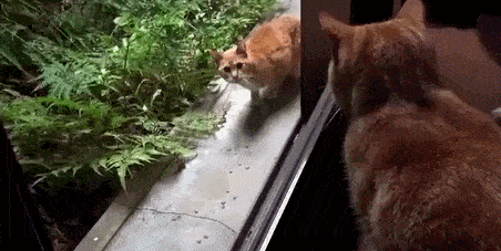 有家和流浪,对猫咪来说是  两个世界的天壤之别.