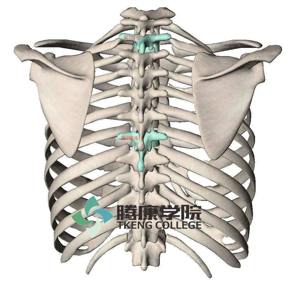 肋脊角是第12肋骨与脊柱构成的夹角.