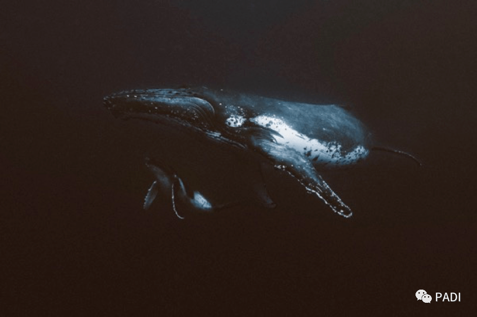 9f457560a02d4ea3a7e9bbdbef7c798d.png