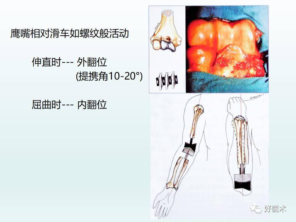 肘关节解剖与生物力学