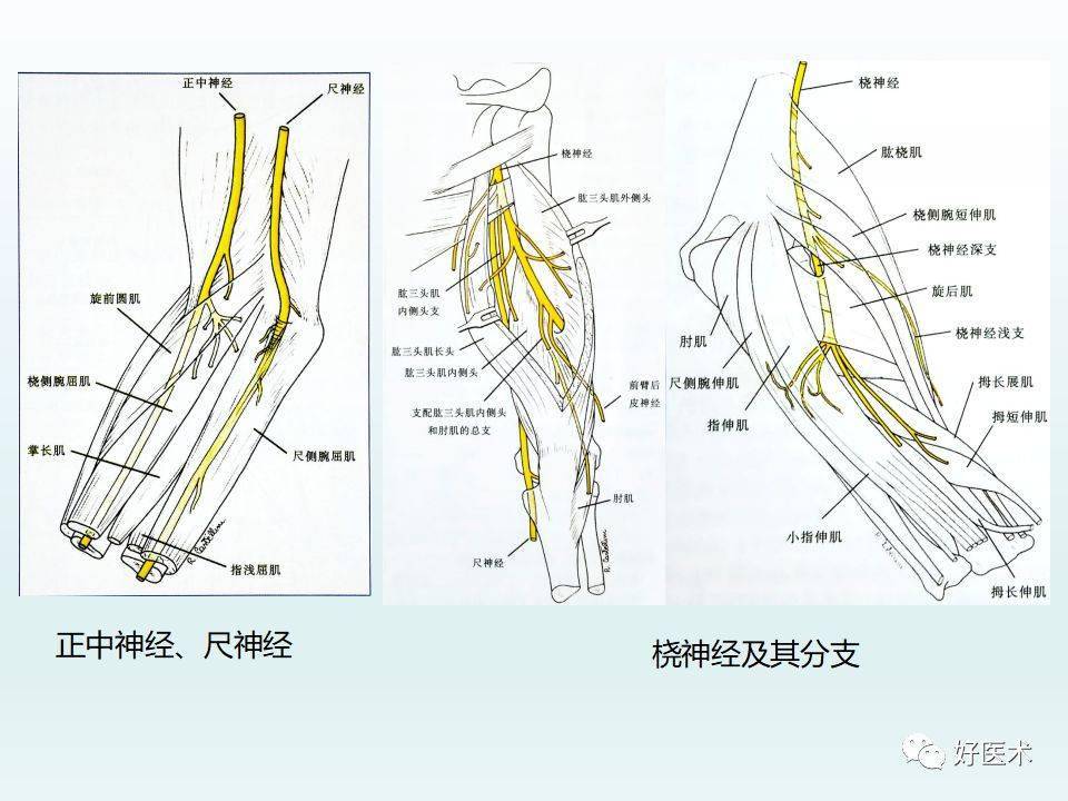 肘关节解剖与生物力学