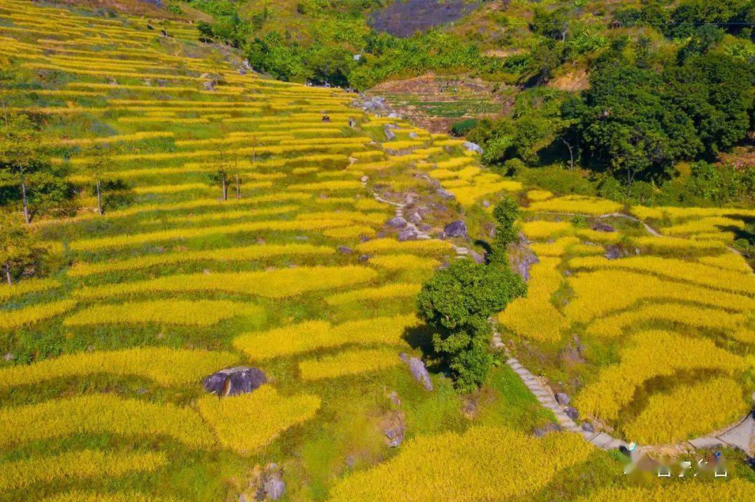 洋岭梯田,陆河上护镇洋岭村