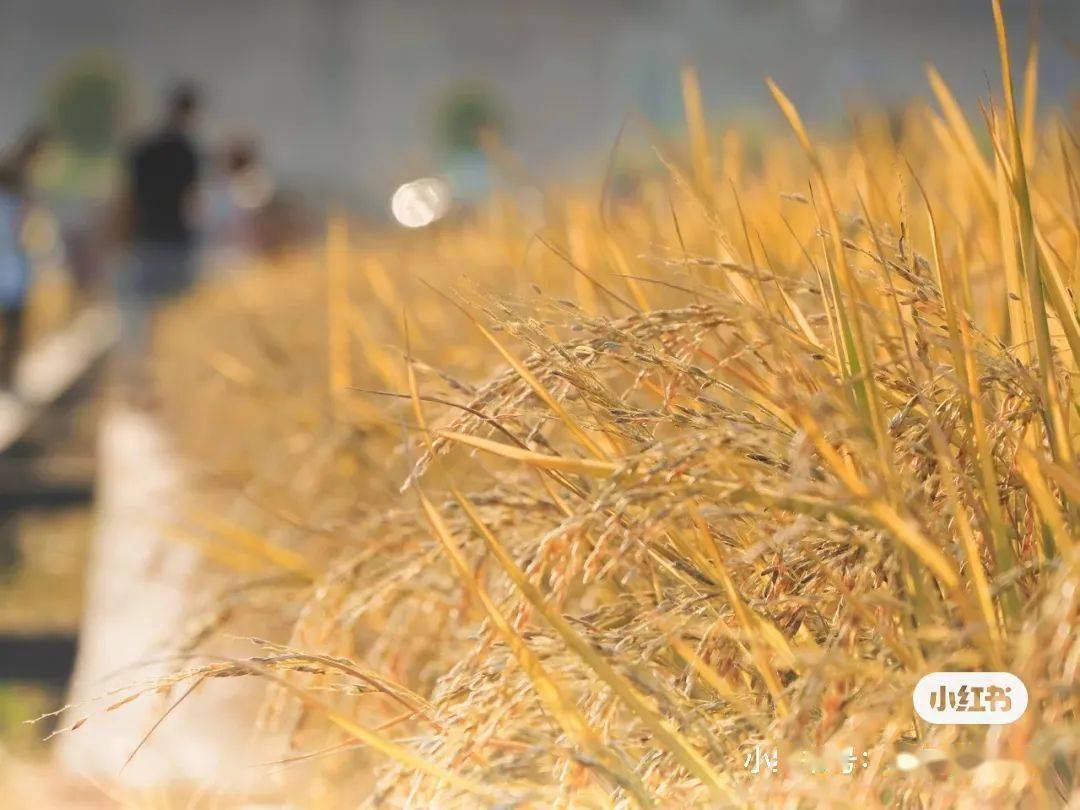 其实东莞是能找到秋天的影子的 东城周屋稻田已经黄灿灿一大片了